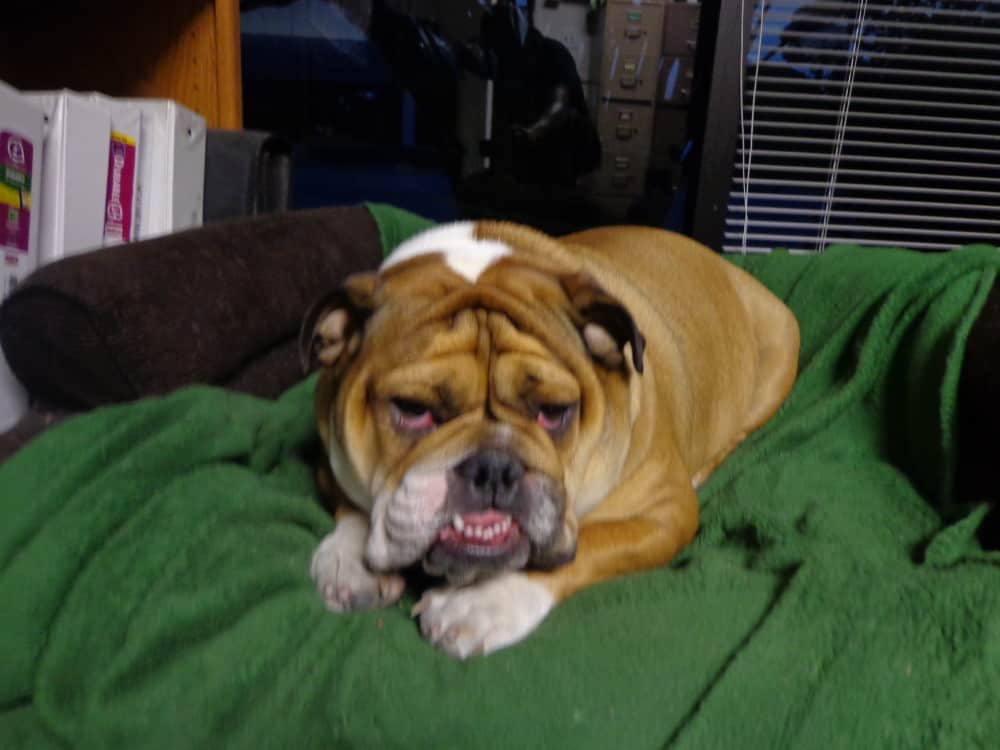 Carpy’s Cafe Racers