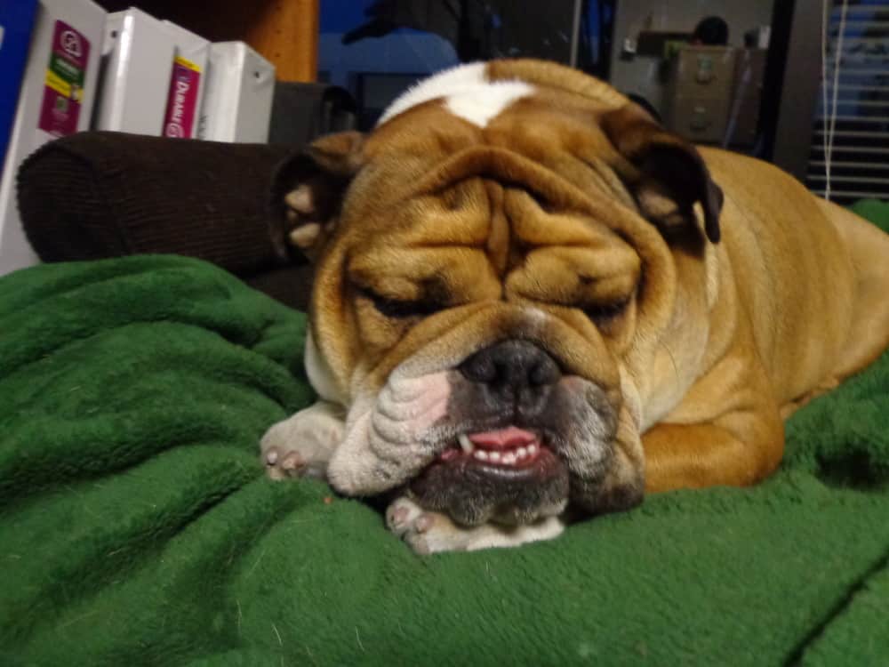 Carpy’s Cafe Racers